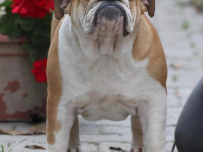 Bulldog puppy for sale