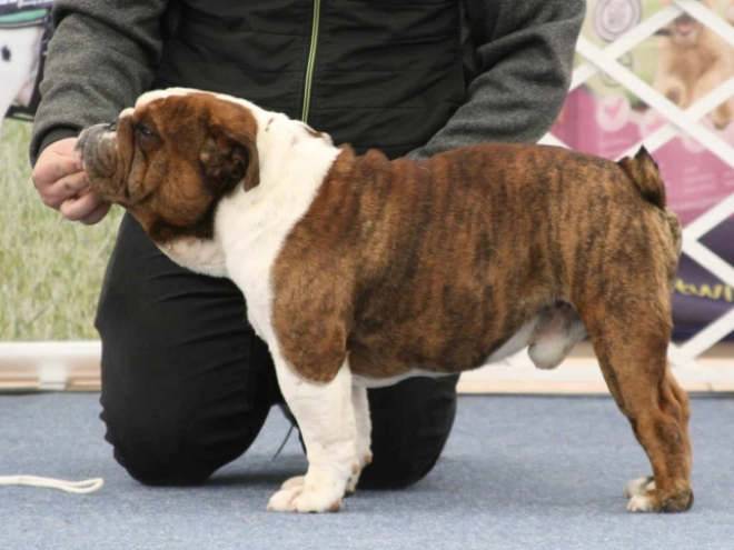 Bulldog puppy for sale