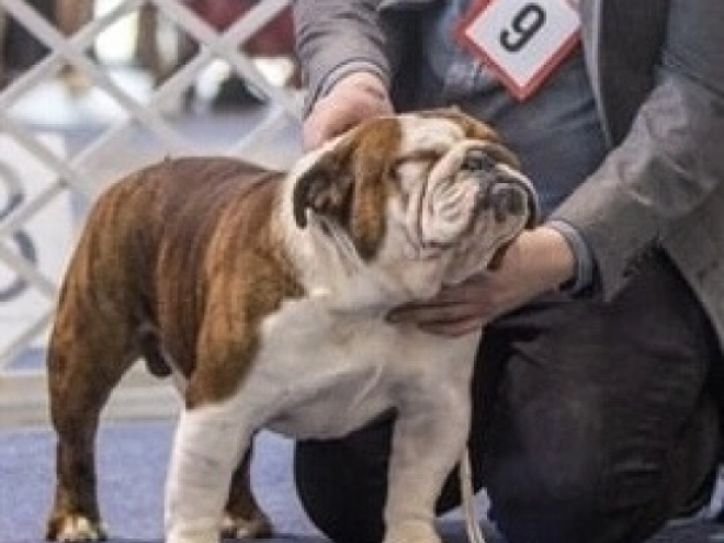 Bulldog puppy for sale