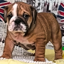 Nene, red and white Bulldog for sale