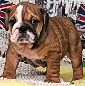 Bulldog puppy for sale