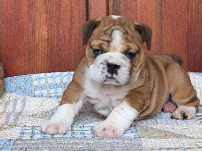 Bulldogge Welpe kaufen