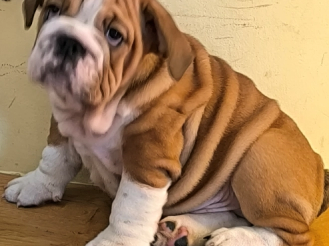 Bulldogge Welpe kaufen