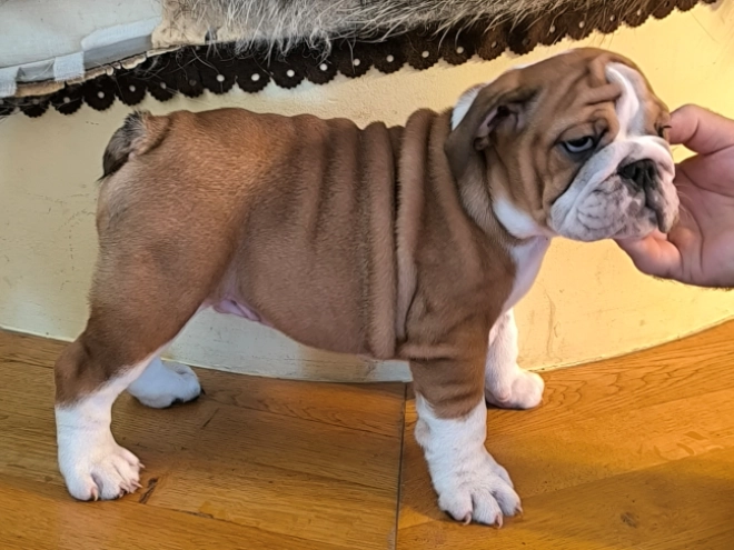 Bulldogge Welpe kaufen