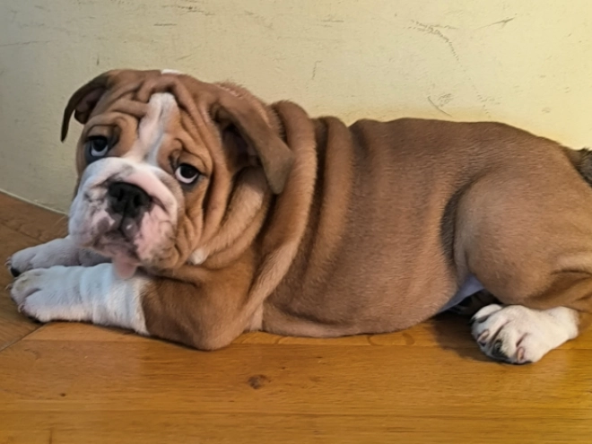 Bulldogge Welpe kaufen