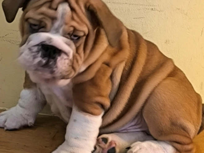 Bulldogge Welpe kaufen