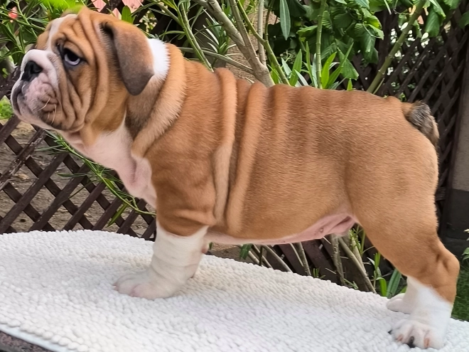 Bulldogge Welpe kaufen