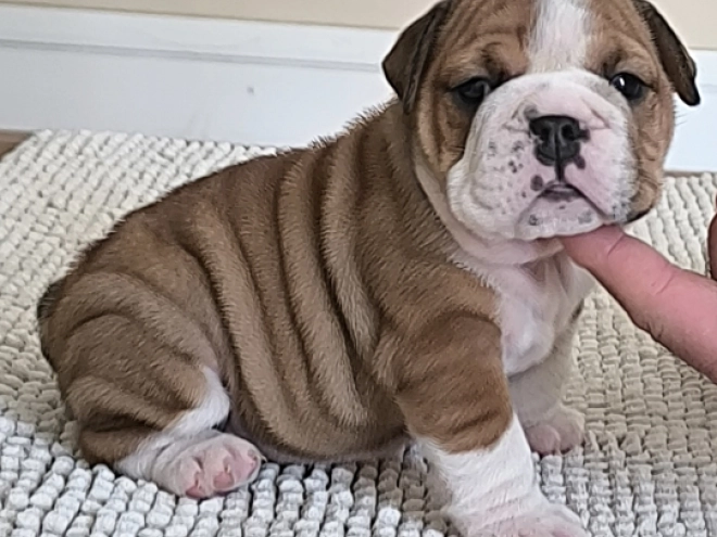 Bulldogge Welpe kaufen