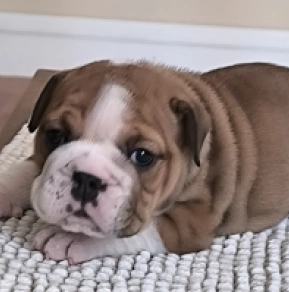 Newton, red white Bulldog en venta