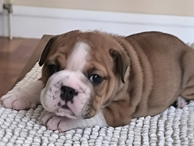 Bulldogge Welpe kaufen