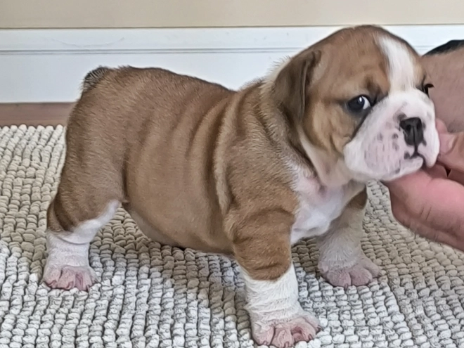 Bulldogge Welpe kaufen