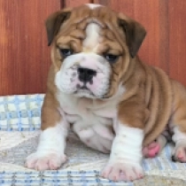 Newton, red white Bulldog for sale