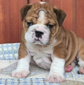 Newton, red white Bulldog for sale