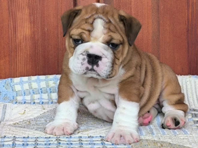 Bulldogge Welpe kaufen