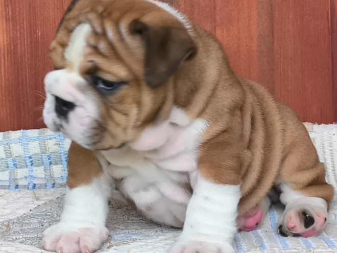 Bulldogge Welpe kaufen