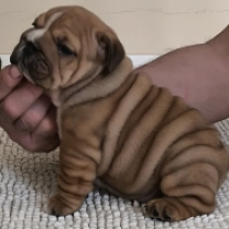 Nelson, red with white markings Bulldog en venta