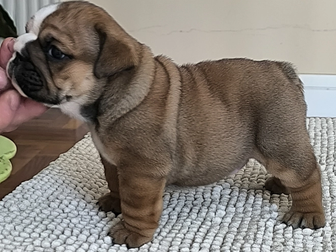 Bulldog puppy for sale
