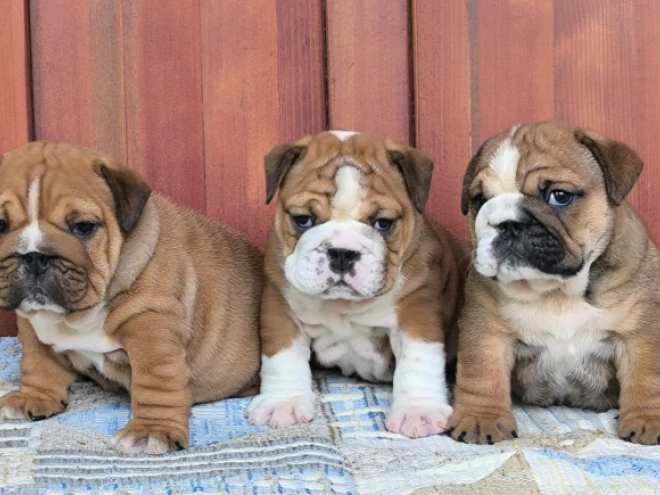Bulldog puppy for sale