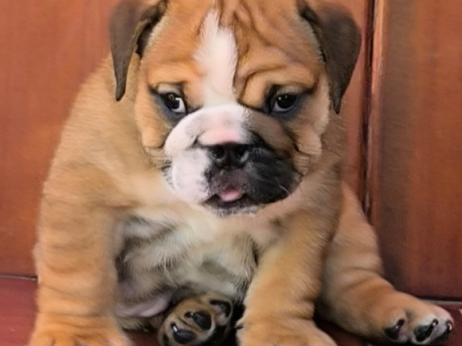 Bulldog puppy for sale