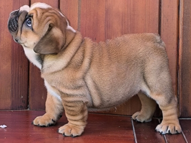 Bulldog puppy for sale