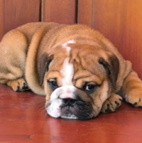 Perros Bulldog en venta