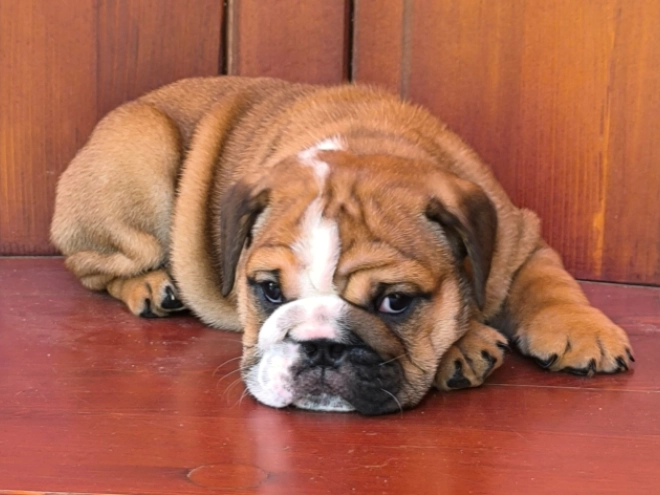 Bulldog puppy for sale