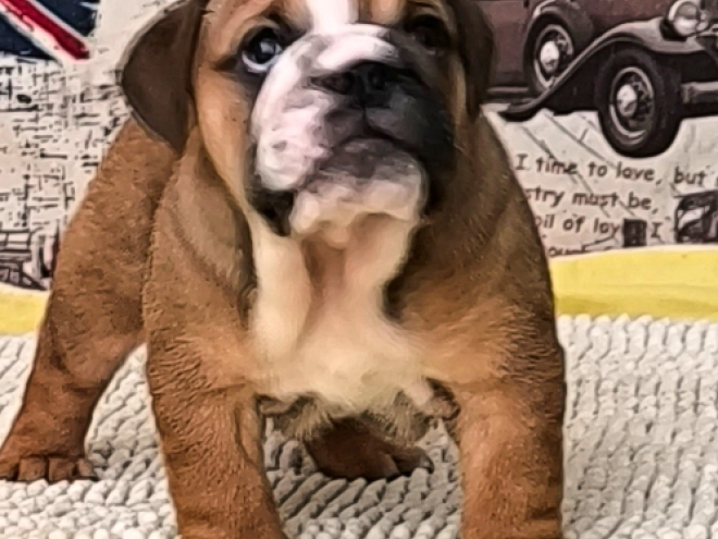 Bulldog puppy for sale