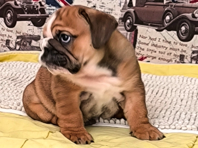 Bulldog puppy for sale