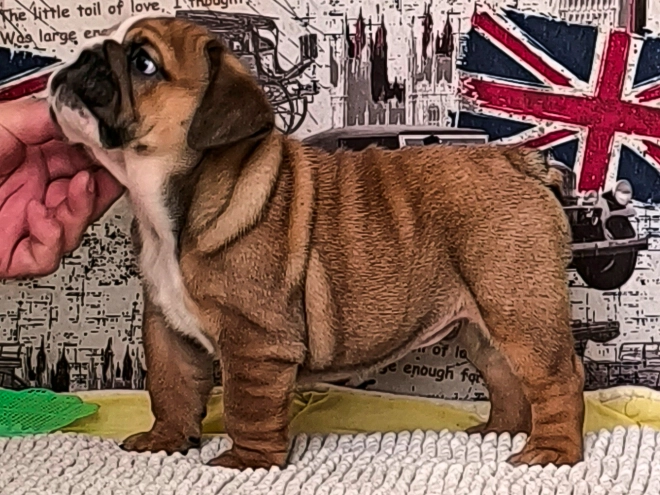 Bulldog puppy for sale
