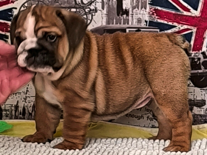 Bulldog puppy for sale