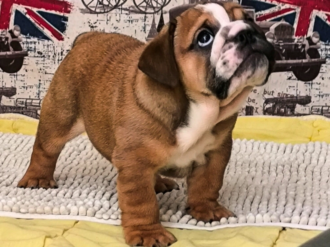 Bulldog puppy for sale