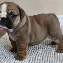 Nero, red with white markings Bulldog en venta