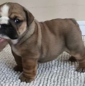 Perros Bulldog en venta