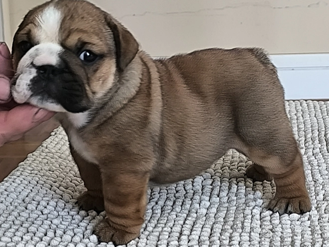 Bulldog puppy for sale