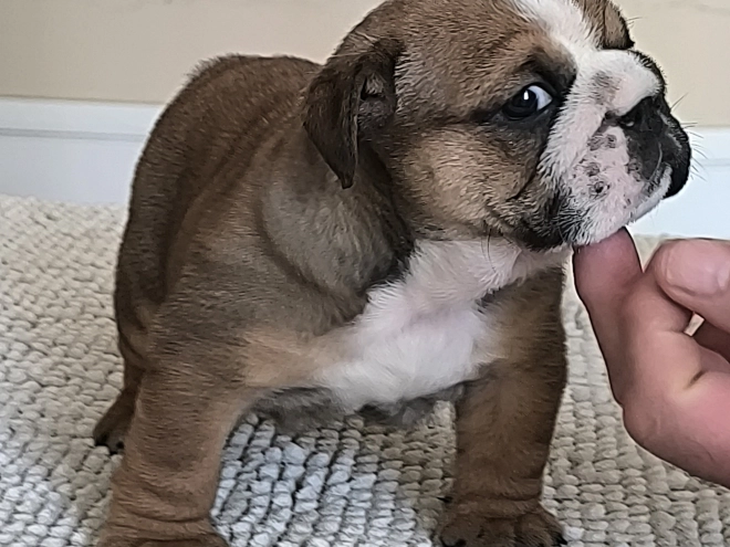 Bulldog puppy for sale