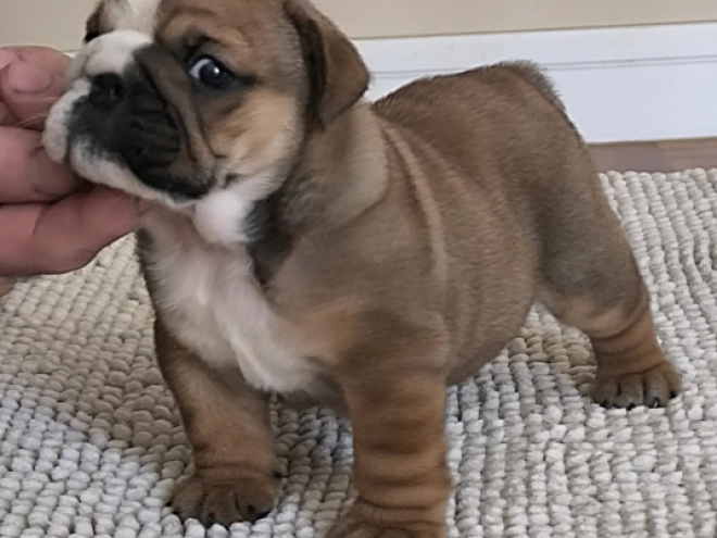 Bulldog puppy for sale