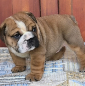 Bulldogge Welpe kaufen