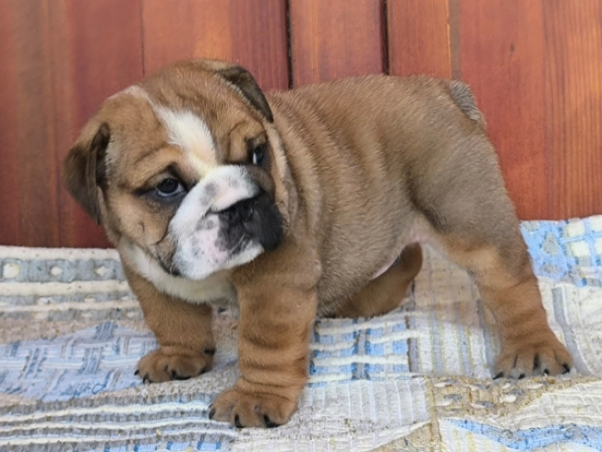 Bulldog puppy for sale
