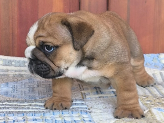 Bulldog puppy for sale