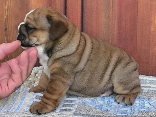 Bulldog puppy for sale