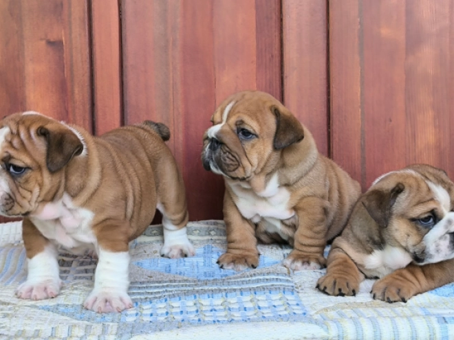 Bulldog puppy for sale