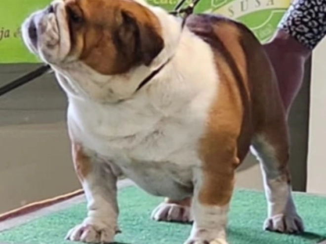 Bulldog puppy for sale