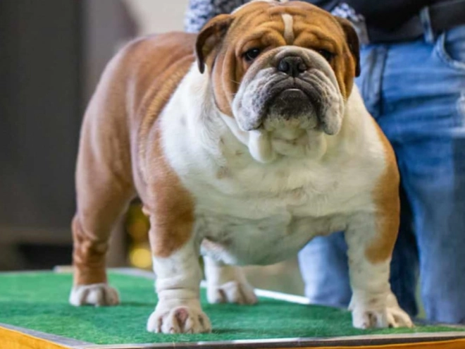 Bulldog puppy for sale