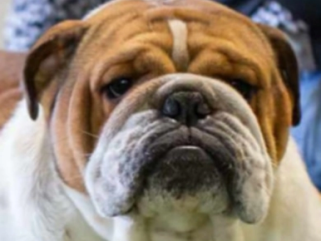Bulldog puppy for sale