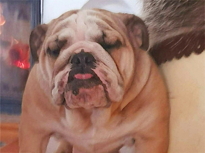 Bulldog puppy for sale
