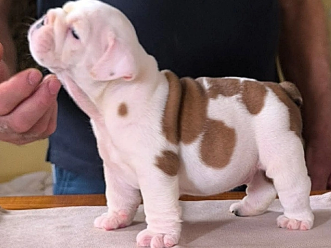 Bulldog puppy for sale