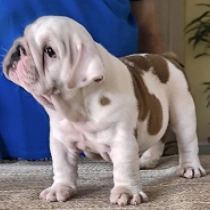 Rambo, Yellow white Bulldogge Welpen kaufen