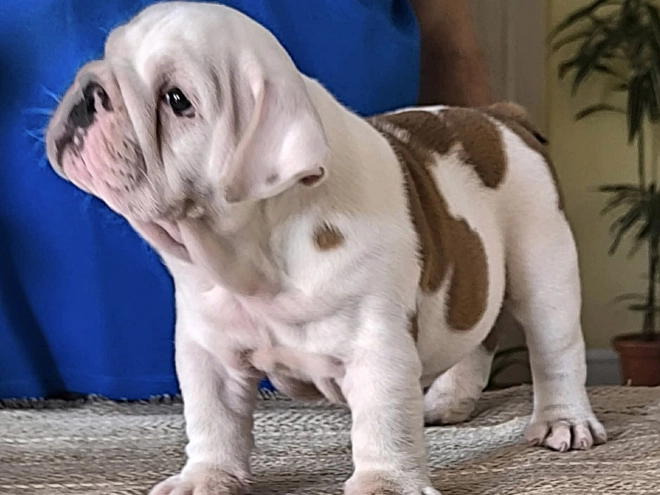 Bulldog puppy for sale