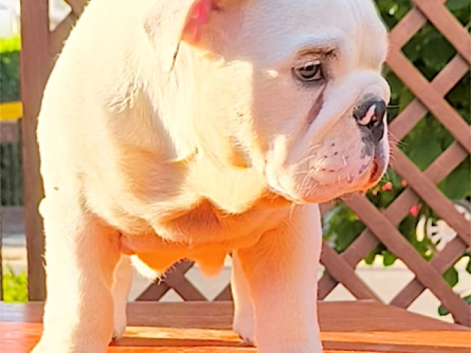 Bulldog puppy for sale