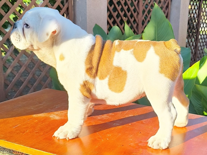 Bulldog puppy for sale